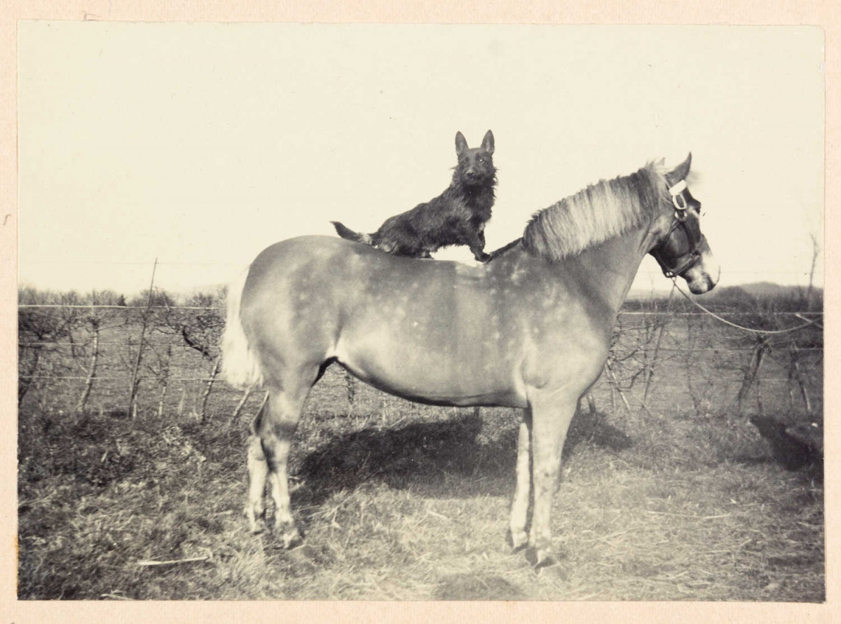 Black and white photo showing a dog siting on top of a pony. D/EZ198/5/3/5