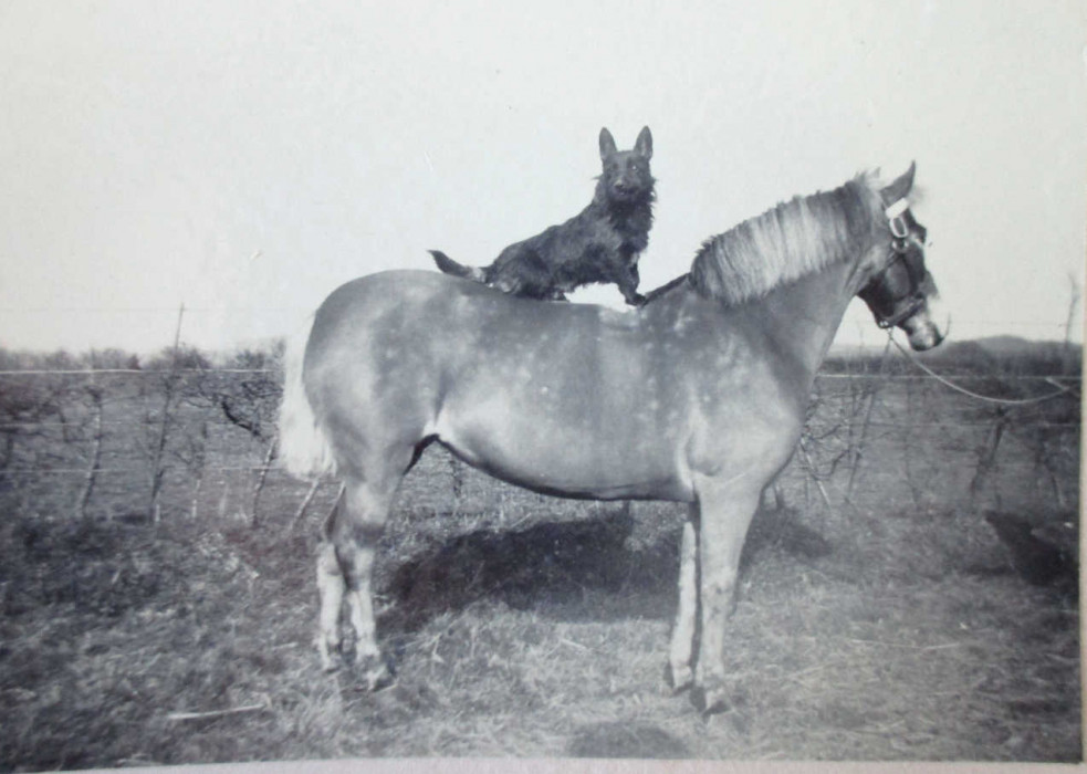 Dog sat on the back of a horse